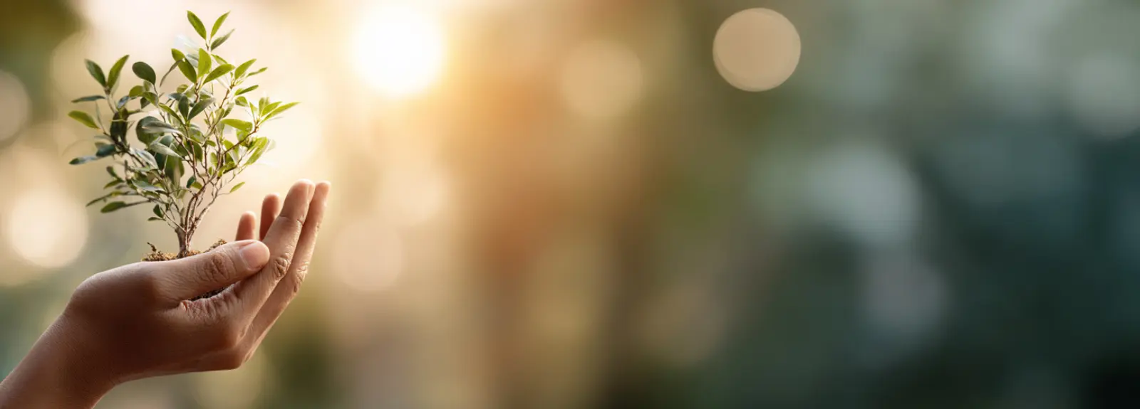 Tag des Baumes mit Noble Lashes – Ökologie in der Beauty-Branche